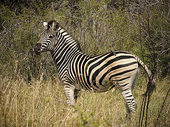 Madikwe Safari Lodge Kopano: Zebra