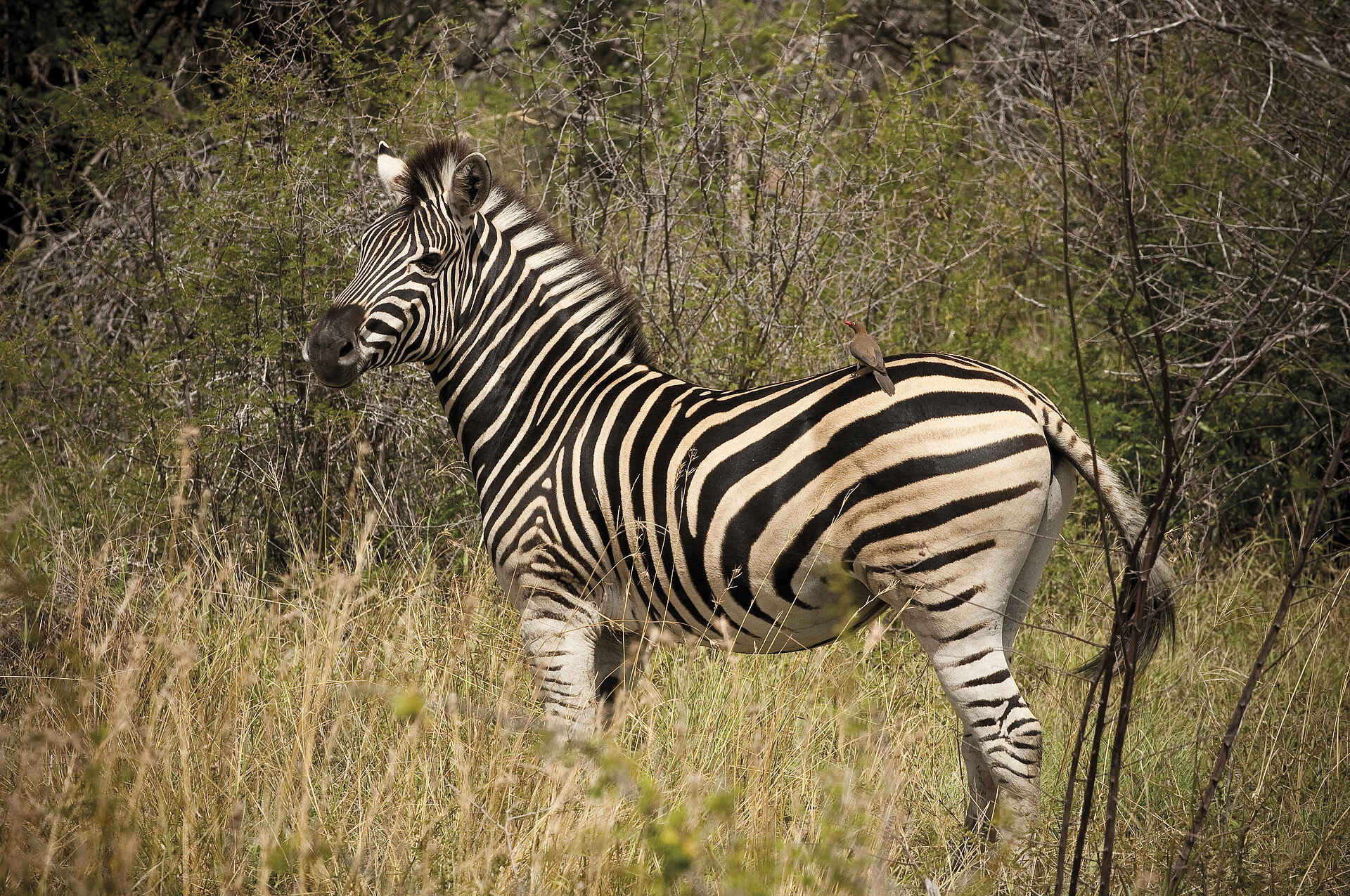 Madikwe Safari Lodge Kopano: Zebra