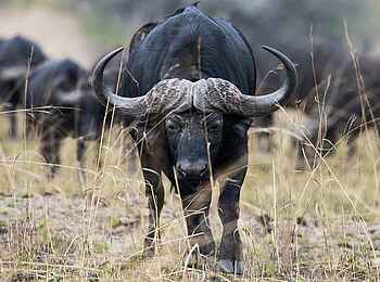 Madwaleni River Lodge: Büffel