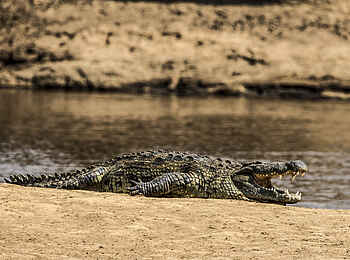 Mara Plains Camp: Ein Krokodil beim Sonnen Mara Plains Camp: Ein Krokodil beim Sonnen