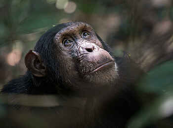 Mbali Mbali Mahale Lodge: Blick nach oben