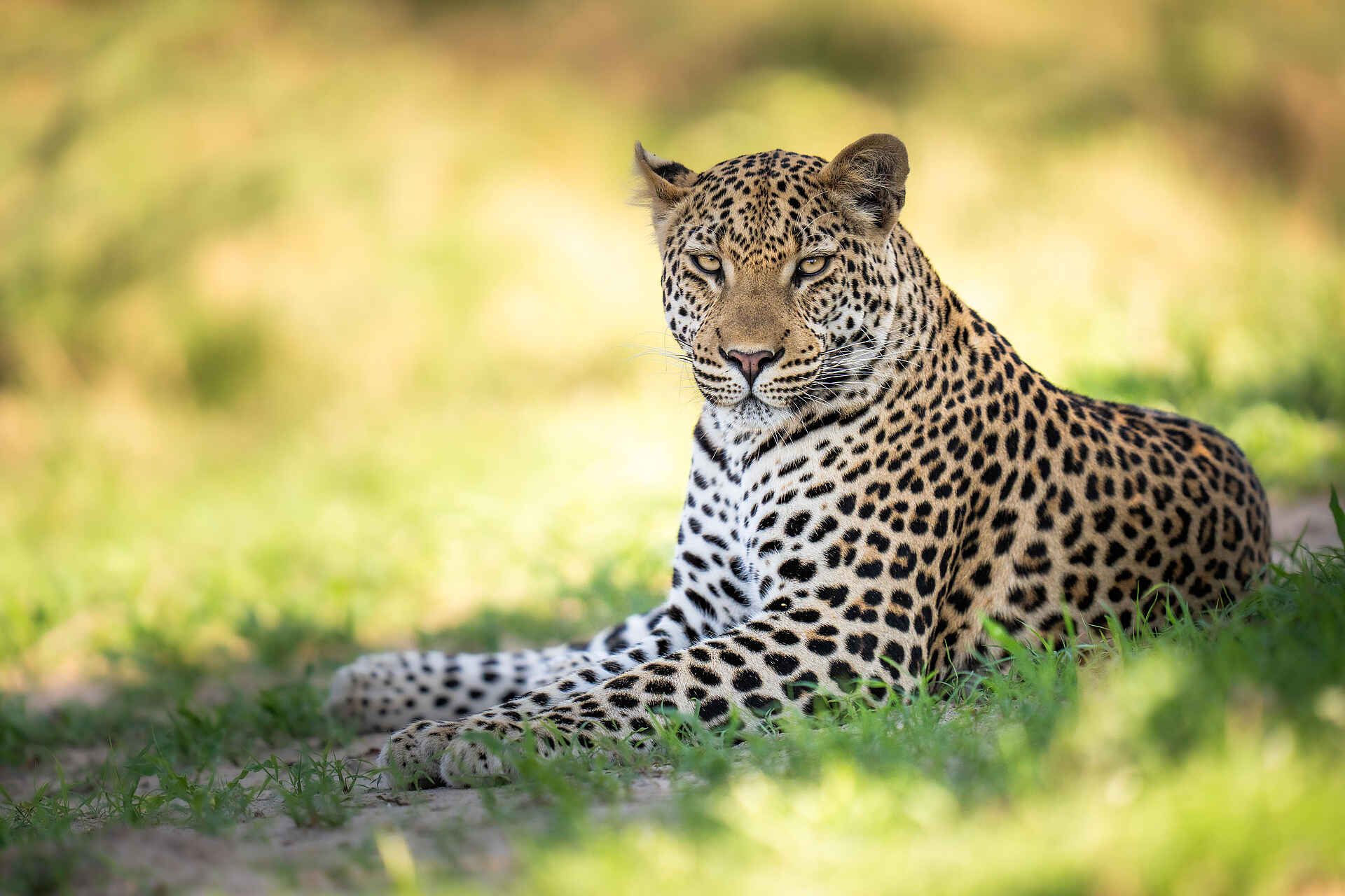 Mombo Camp: ruhender Leopard