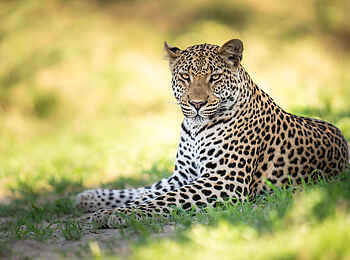 Mombo Camp: ruhender Leopard