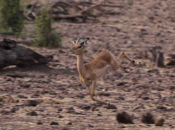 Muchenje Safari Lodge: Impala