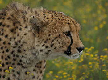 Naankuse Lodge: Gepard im Profil Naankuse Lodge: Gepard im Profil