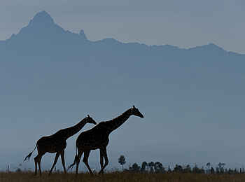 Ol Pejeta Bush Camp: Giraffen vor dem Mount Kenya Ol Pejeta Bush Camp: Giraffen vor dem Mount Kenya