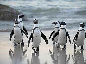 POD Camps Bay Boutique Hotel: Brillenpinguine