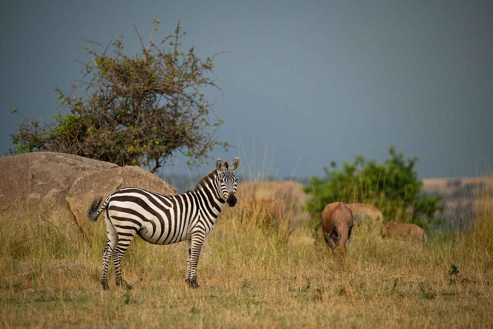 The Retreats at Sayari Camp: Zebra The Retreats at Sayari Camp: Zebra