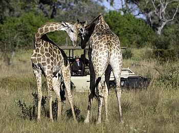 Savuti Camp: Giraffen