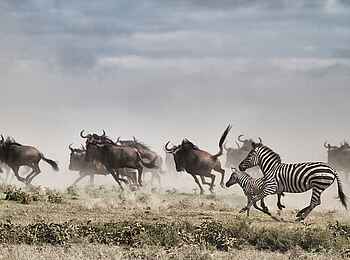 Serian Serengeti Mobile Camp: Game am Morgen