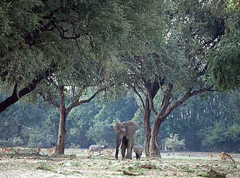 Shawa Luangwa Camp: Elefant