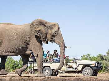 Tuli Safari Lodge Mashatu: Elefant