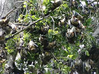 Wasa Lodge: Flughunde im Baum