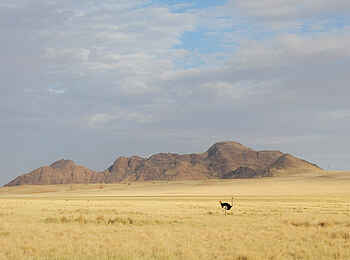 Wolwedans Boulders Camp: Strauß