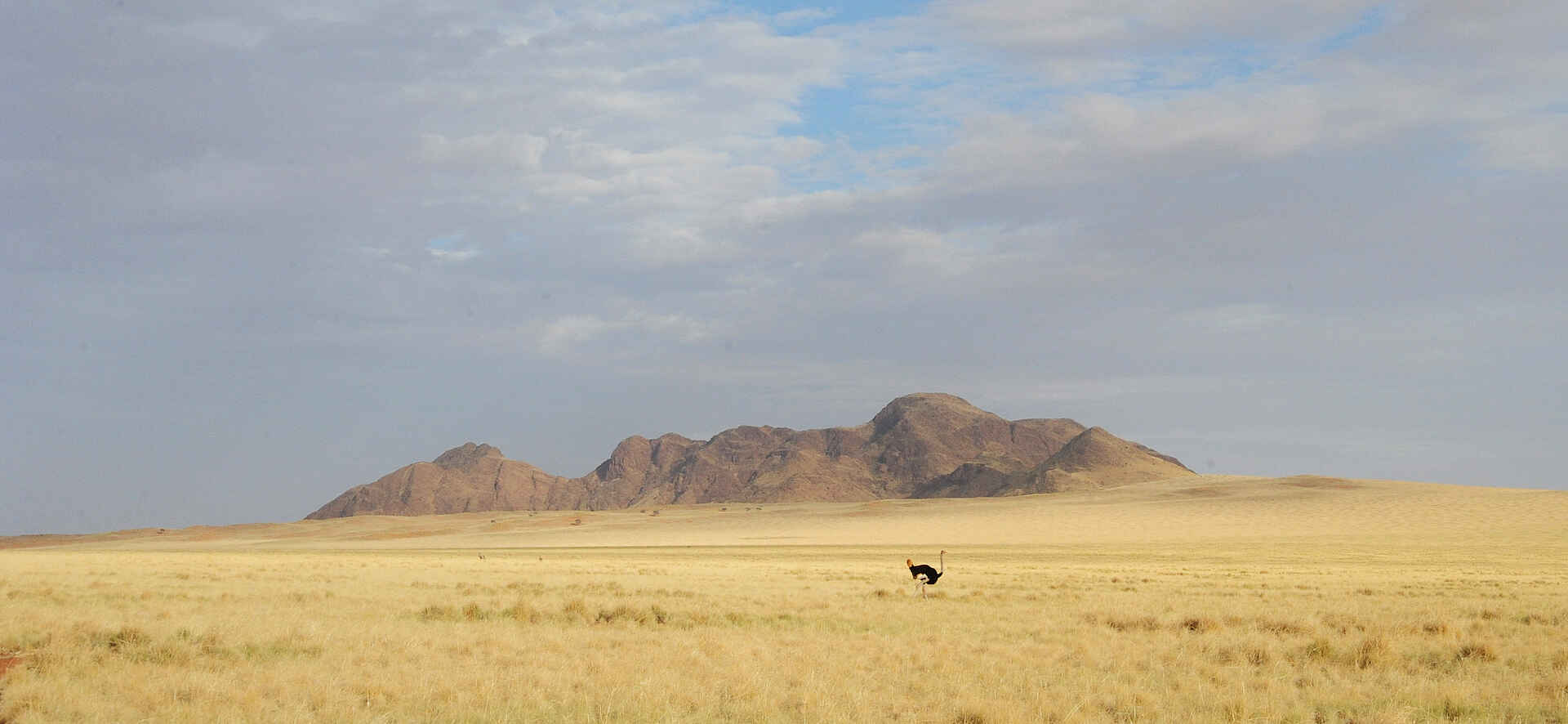 Wolwedans Boulders Camp: Strauß