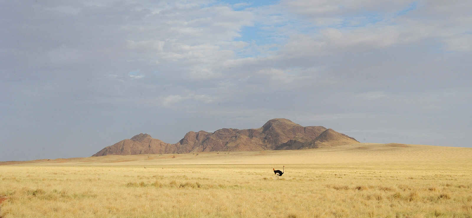 Wolwedans Boulders Camp: Strauß Wolwedans Boulders Camp: Strauß
