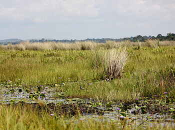 2 Friends Beach Hotel: Long-toed Lapwing