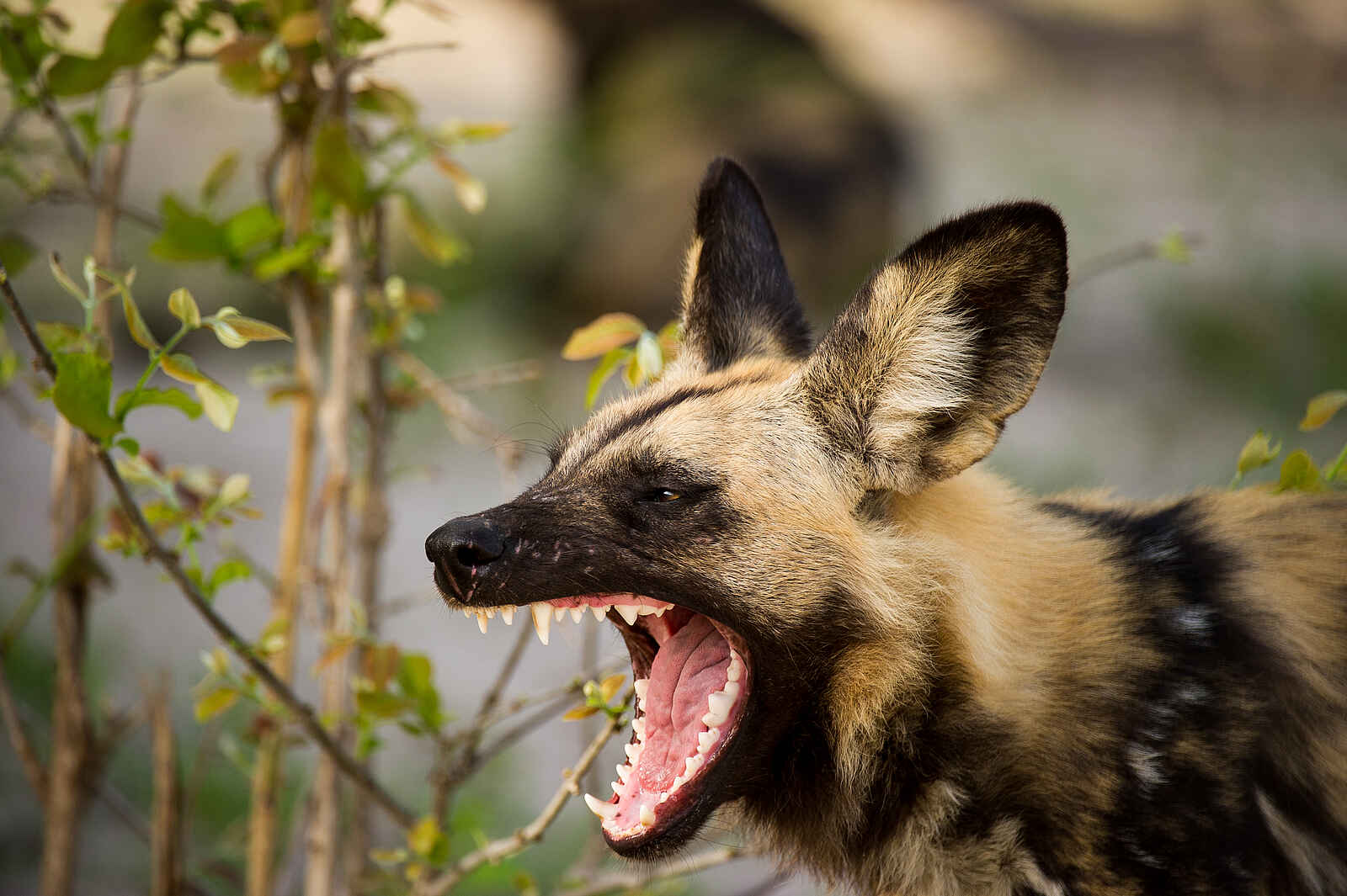 Linyanti Tented Camp: Gähnender Wildhund Linyanti Tented Camp: Gähnender Wildhund