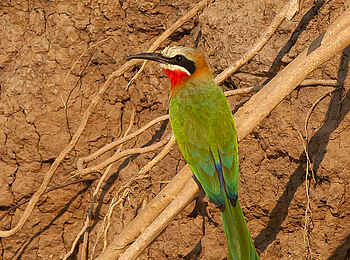 Little Vundu Camp: Weißstirnspint Little Vundu Camp: Weißstirnspint