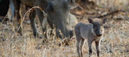 Majete Wildlife Reserve