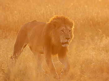 Porini Lion Camp: Ein Löwenmännchen Porini Lion Camp: Ein Löwenmännchen