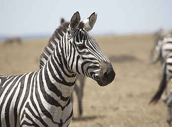 Richards River Camp: Nahaufnahme von Zebra Richards River Camp: Nahaufnahme von Zebra