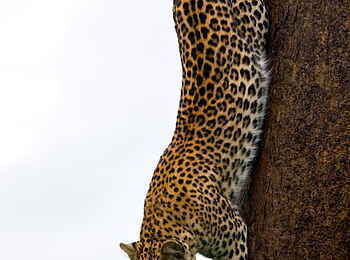 Selinda Camp: Leopard auf der Jagd