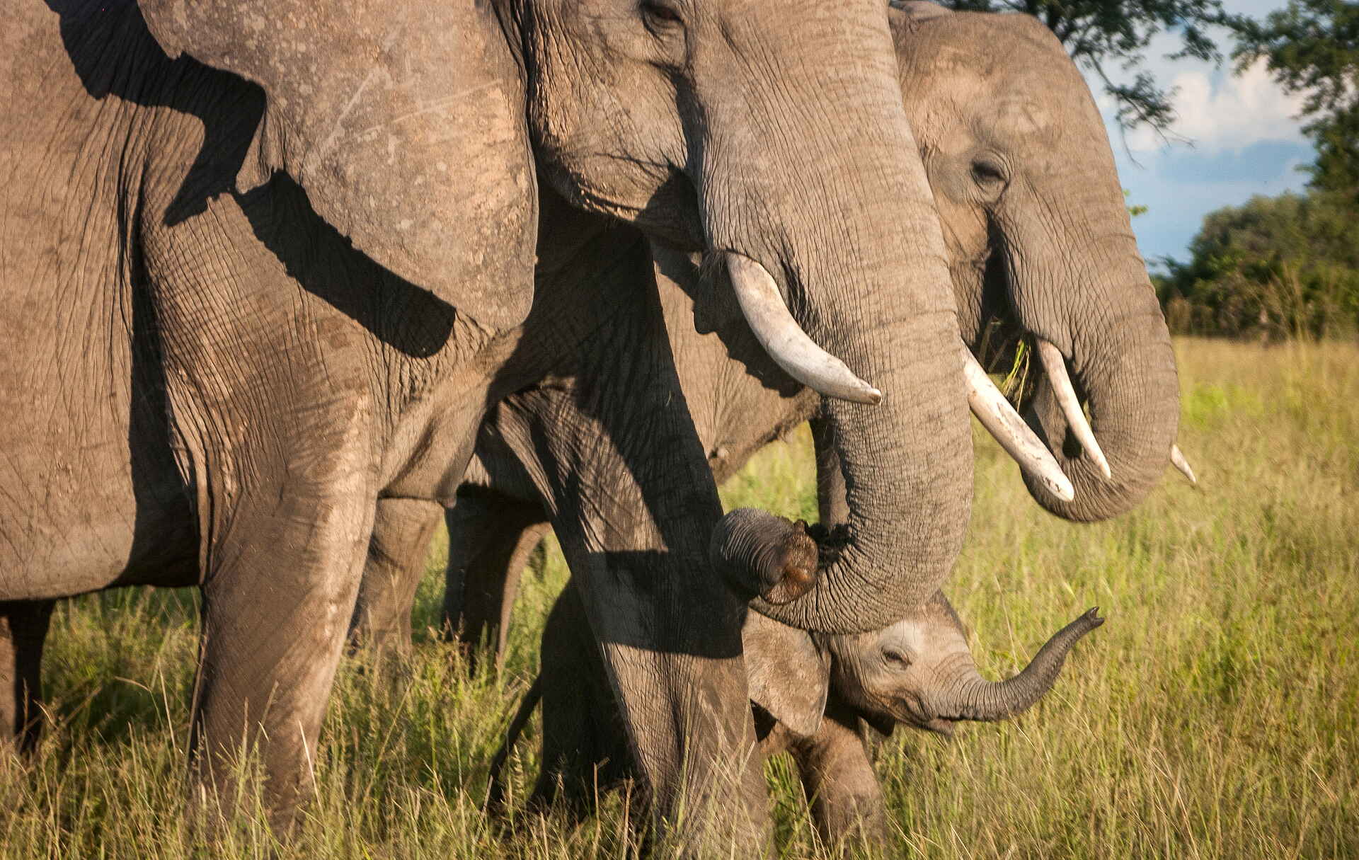 Shawa Luangwa Camp: Elefant mit Mutter