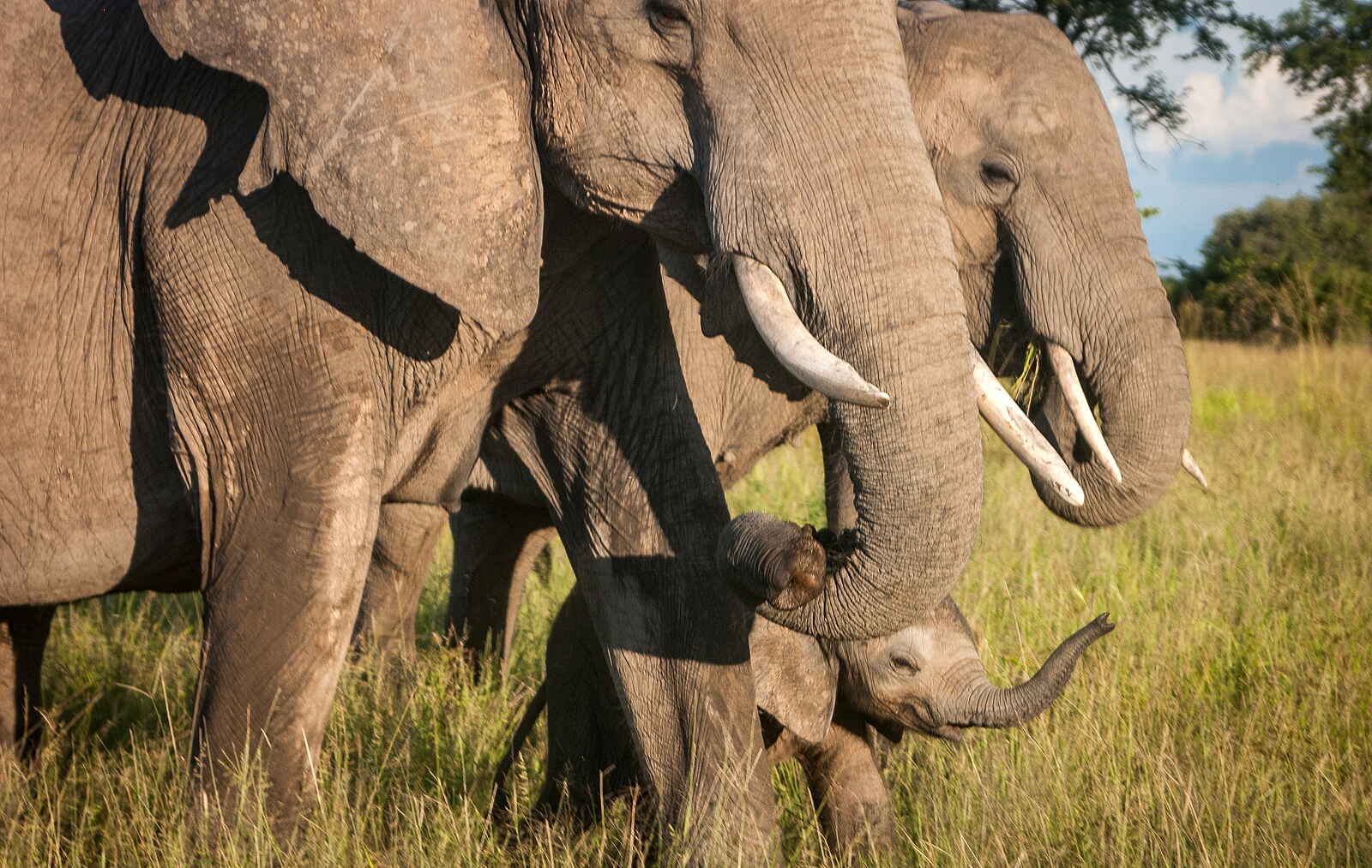 Shawa Luangwa Camp: Elefant mit Mutter Shawa Luangwa Camp: Elefant mit Mutter