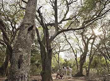 &Beyond Phinda Forest Lodge: Wanderung durch den Sand Forest