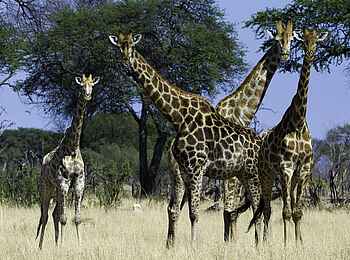 Davison's Camp: Giraffen Davison's Camp: Giraffen