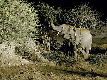Erindi Game Reserve: Elefant im Flutlicht