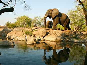 KaingU Safari Lodge: Elefanten auf Felsen am Flussufer