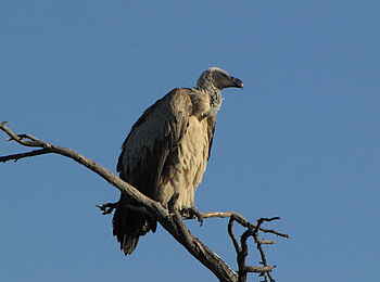 Khama Rhino Sanctuary: Weißrückengeier Khama Rhino Sanctuary: Weißrückengeier