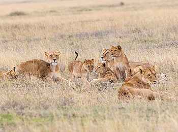 Kiota Camp: Löwenrudel Kiota Camp: Löwenrudel