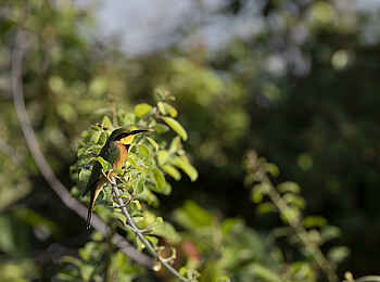 Kulandila Camp: Ein Bienenfresser Kulandila Camp: Ein Bienenfresser