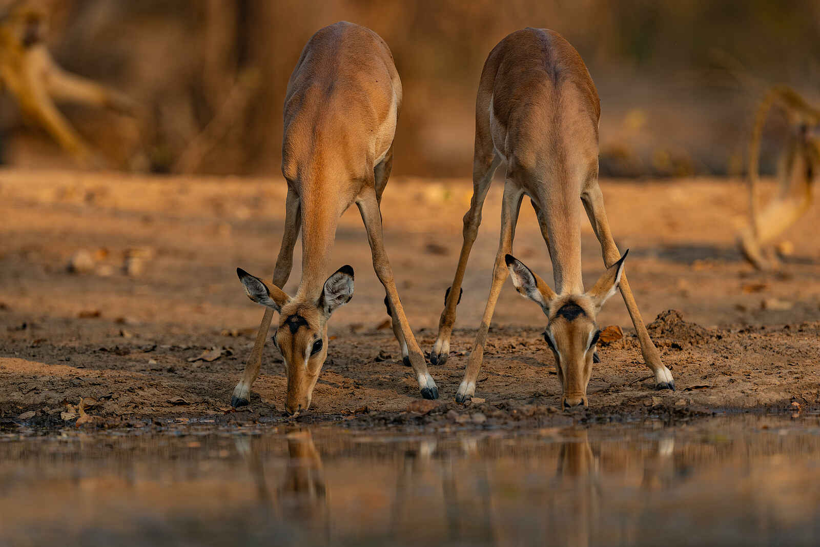 Kulandila Camp: Impalas am Wasser Kulandila Camp: Impalas am Wasser
