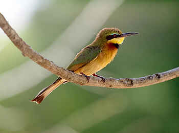 Laba Jongomero Camp: Farbenfroher Bienenfresser