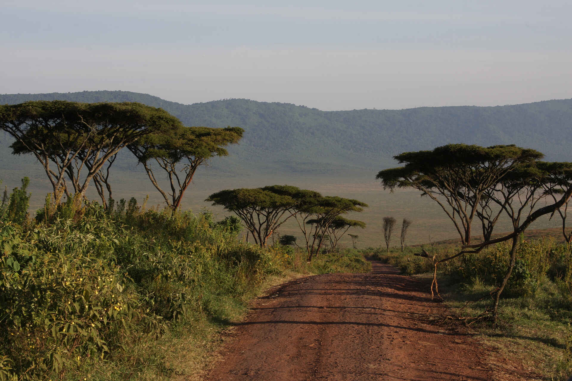 afrikarma, afrikarma Safaris, afrikarma.de, Krater, Landschaft, Lemala Ngorongoro, Schirmakazien, Lemala Camps, Wildtierwanderung