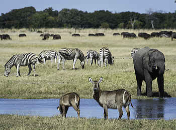 Linkwasha Camp: Gutbesuchte Wasserstelle