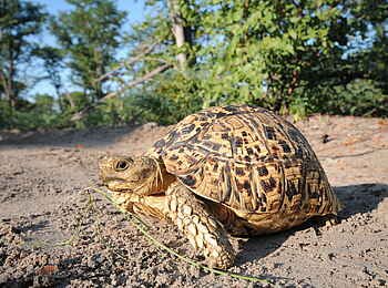 Macatoo Camp: Schildkröte
