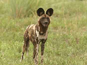 Machaba Camp: Wildhund