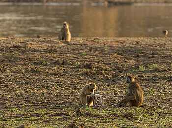 Mwamba Bush Camp: Paviane Mwamba Bush Camp: Paviane