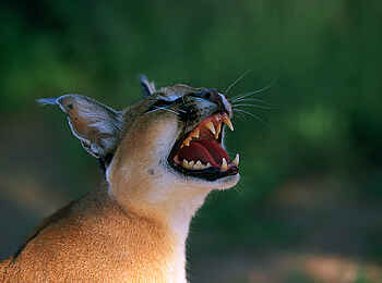 Okonjima Plains Camp: Raubtiergebiss Okonjima Plains Camp: Raubtiergebiss