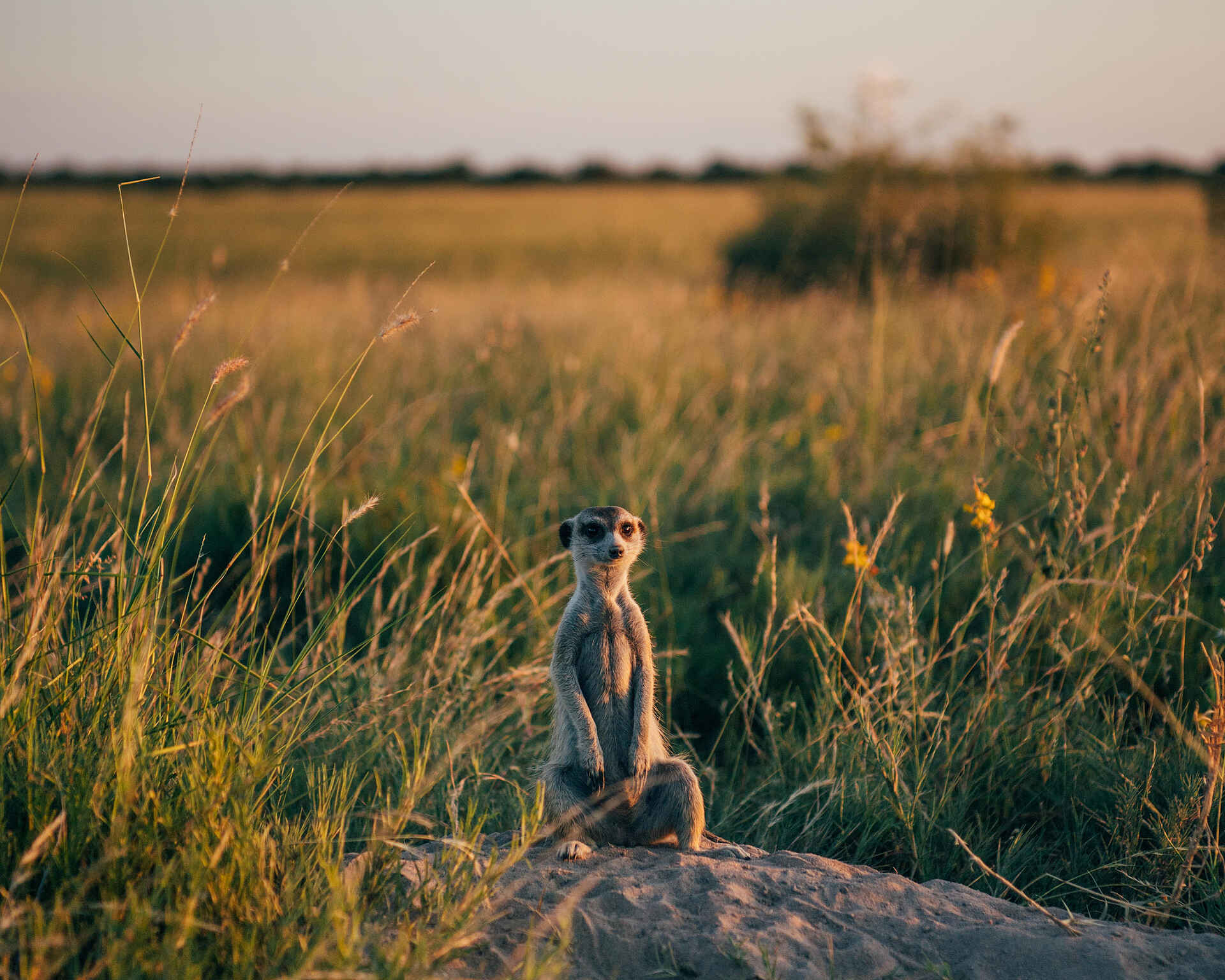 San Camp: Erdmännchen