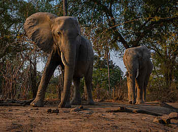 Sanguni Safari Lodge: Elefanten am Foto Hide