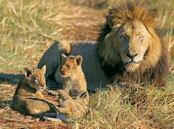 Shumba Camp: Löwe mit Nachwuchs Shumba Camp: Löwe mit Nachwuchs