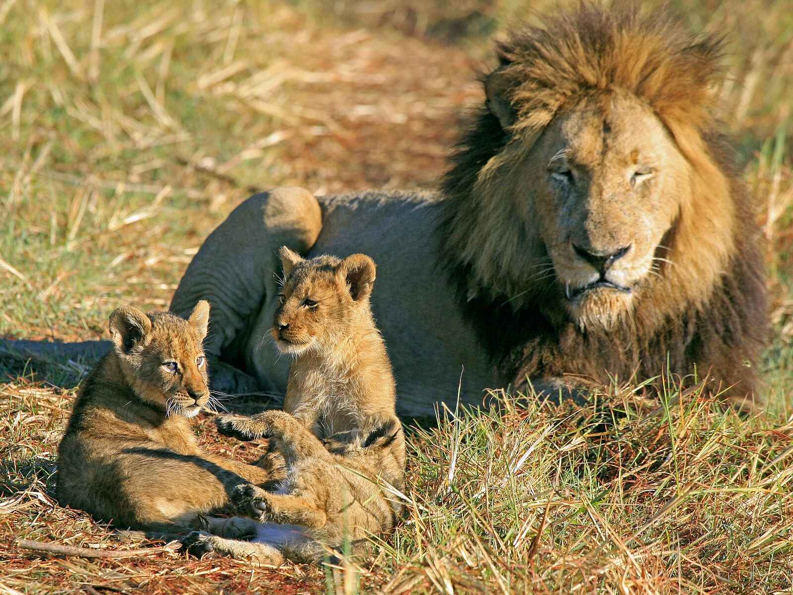 Shumba Camp: Löwe mit Nachwuchs Shumba Camp: Löwe mit Nachwuchs