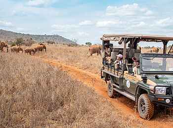 Soroi Cheetah Tented Camp: Elefanten auf Pirschfahrt beobachten