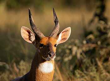 Thamo Telele Camp: Buschbock Thamo Telele Camp: Buschbock